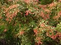 vignette pieris japonica little heath variegata au 06 01 11