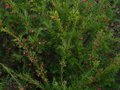 vignette Grevillea rosmarinifolia au 06 01 11
