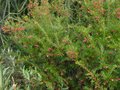 vignette Grevillea rosmarinifolia autre vue au 06 01 11