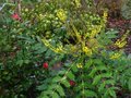 vignette Mahonia lomariifolia autre vue au 06 01 11