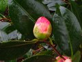 vignette Camellia japonica Lady clare qui arrive au 06 01 11