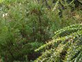 vignette Grevillea rosmarinifolia at acacia pravissima au 06 01 11