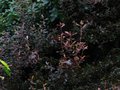 vignette Corokia cotoneaster au feuillage trs color au 06 01 11