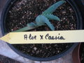 vignette Aloe x caesia