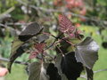 vignette Betula purpurea (feuilles)