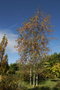 vignette Betula purpurea en automne