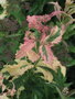 vignette Spirea japonica crispa variegata