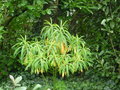 vignette Euphorbia mellifera - Euphorbe au jardin de Krinou