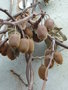 vignette Actinidia chinensis = Actinidia deliciosa - Kiwi, groseille de Chine, souris vgtale
