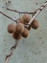 vignette Actinidia chinensis = Actinidia deliciosa - Kiwi, groseille de Chine, souris vgtale