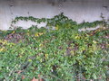 vignette Passiflora Amethyst - Passiflore Amthyste sur l'cole de Kerinou