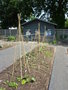 vignette Jardins potager de Kew Garden