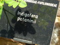 vignette Indigofera potaninii