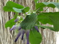 vignette Iochroma Calycina