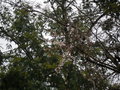 vignette Prunus Subhirtella Autumnalis