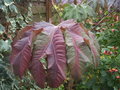 vignette Tetrapanax papyrifera 'Steroidal Giant'