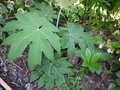 vignette Tetrapanax papyrifera 'Steroidal Giant'