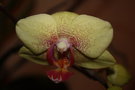 vignette phaleonopsis 1re fleur de cette anne
