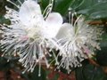 vignette Myrtus luma apiculata au 04 10 10