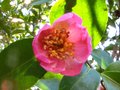vignette Camellia sasanqua plantation pink au 09 01 11