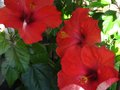 vignette Hibiscus rosa sinensis au 09 01 11