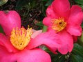 vignette Camellia hiemalis kanjiro autre vue au 09 01 11
