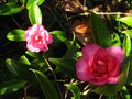 vignette Camellia hiemalis chansonnette autre vue au 09 01 11