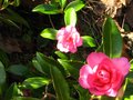 vignette Camellia hiemalis chansonnette au 09 01 11