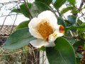 vignette Camellia sasanqua narumigata au 09 01 11