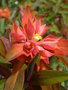 vignette Euphorbia griffithii ' Fireglow'