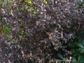 vignette Corokia cotoneaster au beau feuillage pourpre au 09 01 11