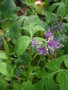 vignette Hydrophyllum virginianum