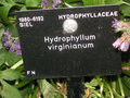 vignette Hydrophyllum virginianum