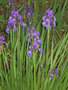 vignette Iris ?