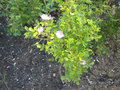 vignette Rosa acicularis, section Cinnamomeae, sous-genre Eurosa, Genre Rosa