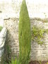 vignette Cupressus sempervirens 'Stricta' - Le Cyprs d'Italie ou de Provence