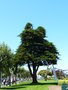 vignette Cupressus macrocarpa - Cyprs de Lambert