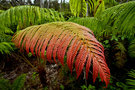 vignette Sadleria cyatheoides