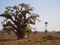 vignette sngal baobab