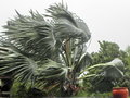 vignette Bismarckia nobilis durant le cyclone Vania