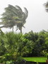 vignette Cocos nucifera durant le cyclone Vania