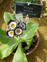 vignette Primula auricula 'Karen Cordrey'