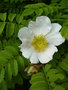 vignette Rosa roxburghii - Rosier chtaigne