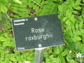 vignette Rosa roxburghii - Rosier chtaigne