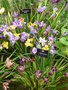 vignette Iris californian mix et Iris 'Broadleigh'