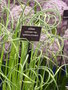vignette Allium sativum var. ophioscorodon