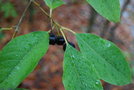 vignette Ilex macrocarpa