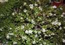 vignette crassula ovata en fleurs
