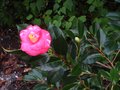 vignette Camellia japonica Lady Clare premire fleur au 15 01 11