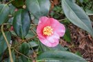 vignette Camlia ' CORNISH SPRING ' camellia hybride